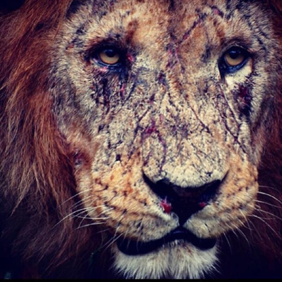 Meet your Posher, Cody - Picture 1 of 1